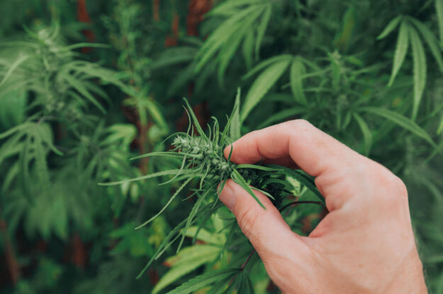 Mississippi CBD Laws: What You Need to Know