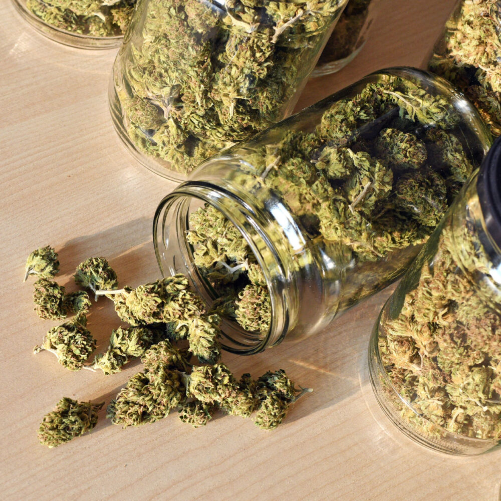 Harlequin (High CBD)